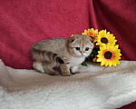 Кошки в Казани: Шотландская вислоухая золотая кошечка Иветта Девочка, 30 000 руб. - фото 4