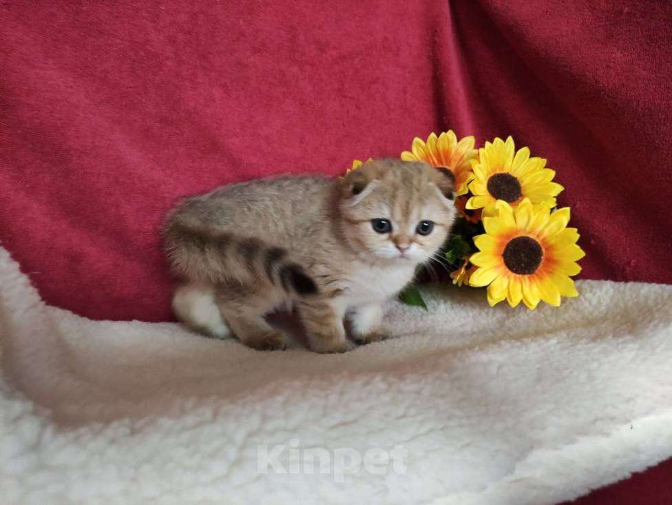 Кошки в Казани: Шотландская вислоухая золотая кошечка Иветта Девочка, 30 000 руб. - фото 4