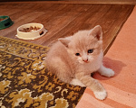 Кошки в Краснодаре: Котёнок в добрые руки Девочка, Бесплатно - фото 7