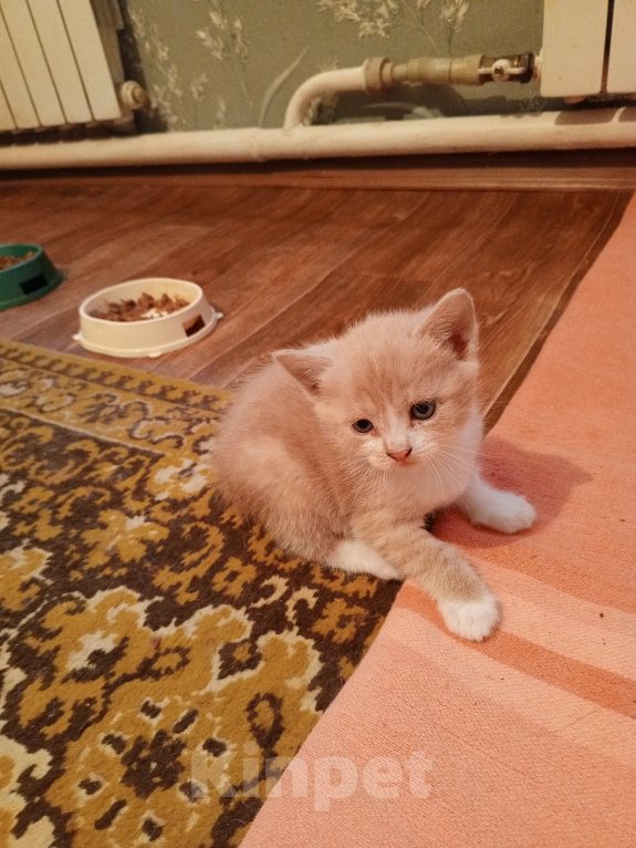 Кошки в Краснодаре: Котёнок в добрые руки Девочка, Бесплатно - фото 7