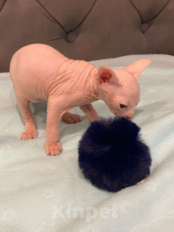 Кошки в Москве: Топовые котята эльф  Мальчик, 60 000 руб. - фото 2