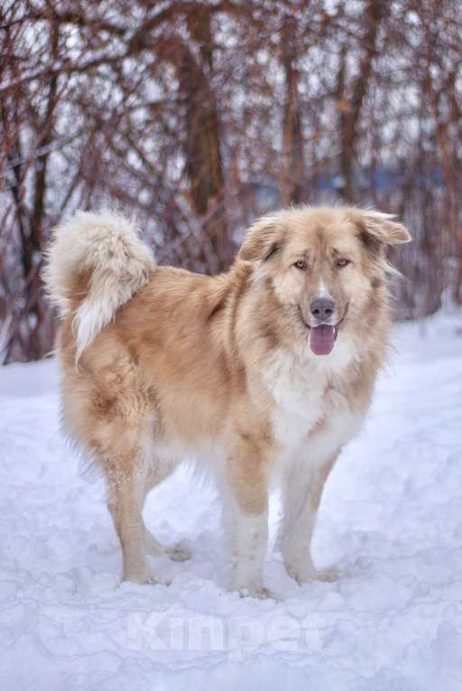 Собаки в Москве: Невероятно красивый и добрый Барни в добрые руки Мальчик, Бесплатно - фото 1