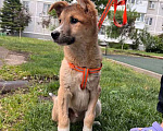 Собаки в Санкт-Петербурге: Ласковый щеночек Тоша ищет дом Мальчик, 10 руб. - фото 3