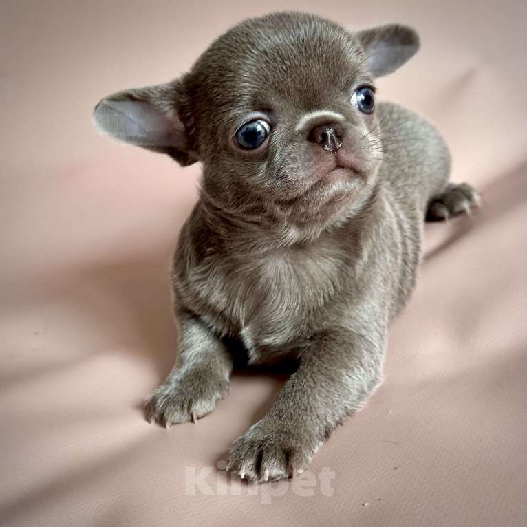 Собаки в Москве: Чихуахуа мальчик красавчик Мальчик, Бесплатно - фото 3