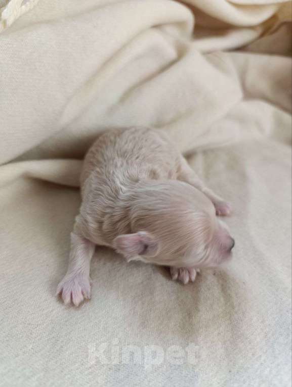 Собаки в Новосибирске: Мальти-пу девочка мини Девочка, 100 000 руб. - фото 2