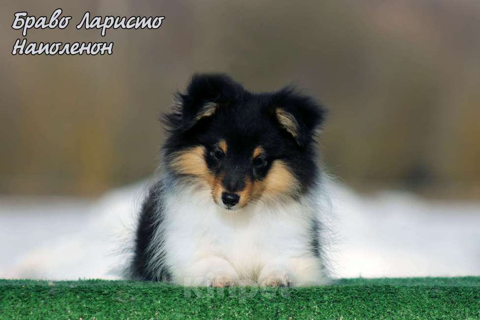 Собаки в Рязани: Большой выбор щенков шелти. Девочка, 80 000 руб. - фото 4