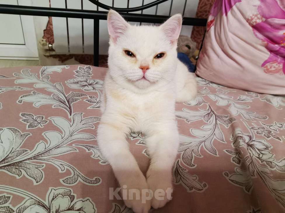 Кошки в Москве: Котята Шотландские  Девочка, 10 000 руб. - фото 3