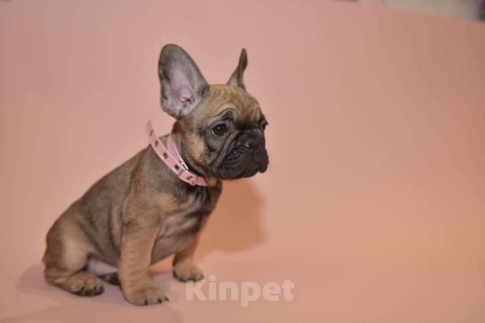 Собаки в Москве: Девочка французского бульдога  Девочка, 50 000 руб. - фото 7