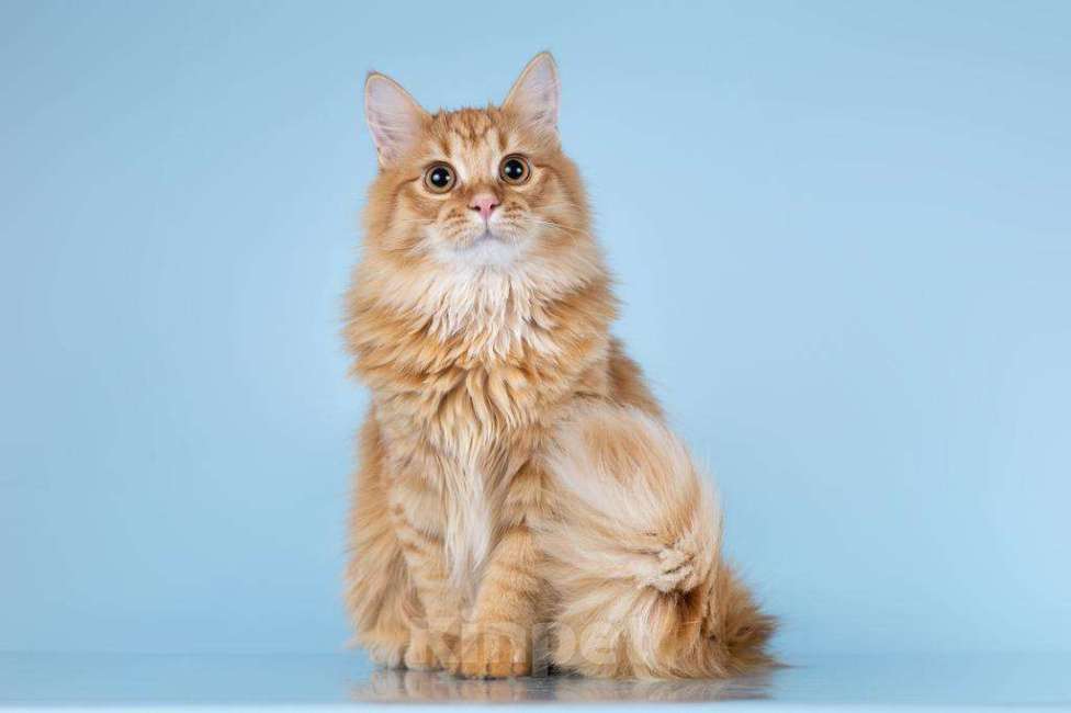 Кошки в Москве: Для рыжего пушистуна по имени Лютик ищем самые добрые руки.  Мальчик, Бесплатно - фото 1