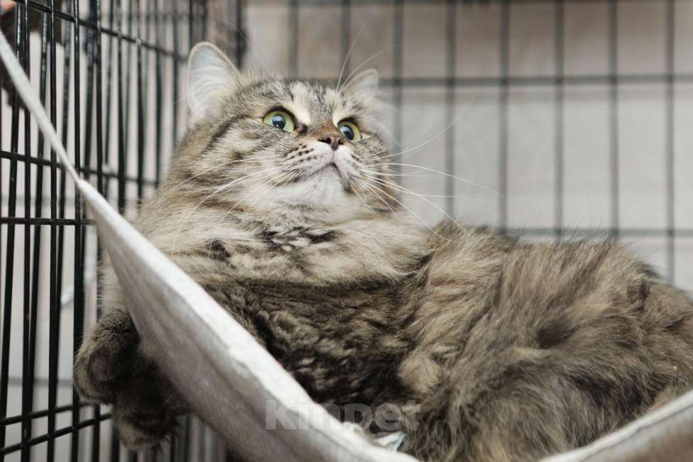 Кошки в Санкт-Петербурге: Ласковее не бывает умнейшая кошечка Девочка, 100 руб. - фото 2