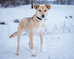 Собаки в Солнечногорске: Собака-мечта в поисках дома! Девочка, Бесплатно - фото 6