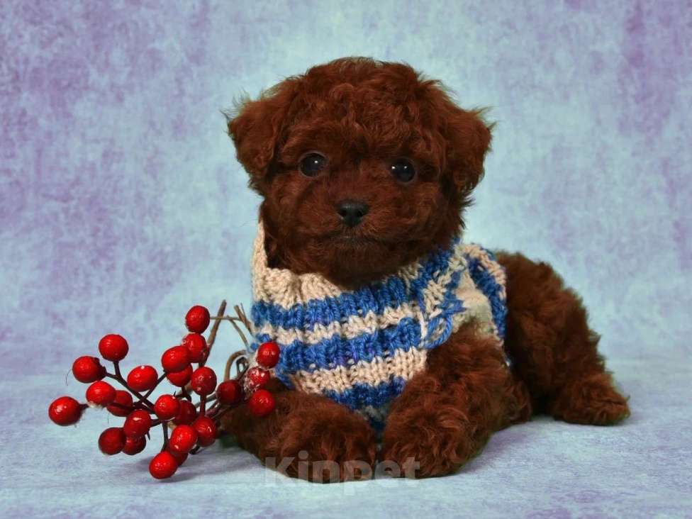 Собаки в других городах Московской области: Щенок Тедди Пудель мальчик Мальчик, 150 000 руб. - фото 2