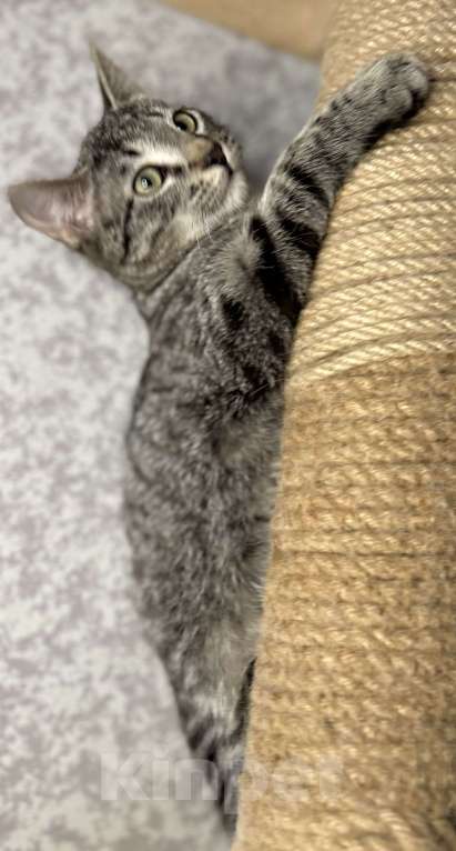 Кошки в Мурином: Бэм и Симба ищут дом Мальчик, Бесплатно - фото 3