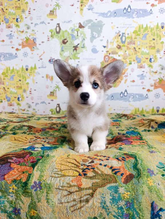 Собаки в Уфе: Корги пемброк Мальчик, 45 000 руб. - фото 3