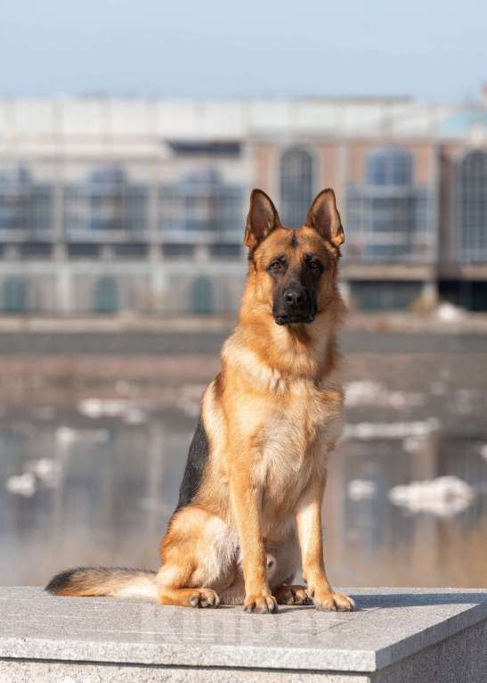 Собаки в Великом Новгороде: щенки немецкой овчарки Девочка, 45 000 руб. - фото 3