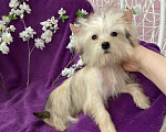 Собаки в Москве: Йорк мини девочка золотая игривая Девочка, 70 000 руб. - фото 4