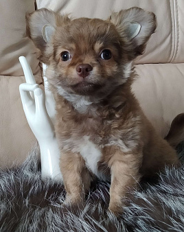Объявление: Шикарный щенок чихуахуа, 25 000 руб., Москва