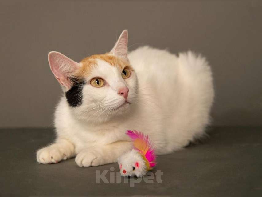 Кошки в Москве: Ласковая и нежная кошечка Снежинка ищет дом Девочка, 10 руб. - фото 5