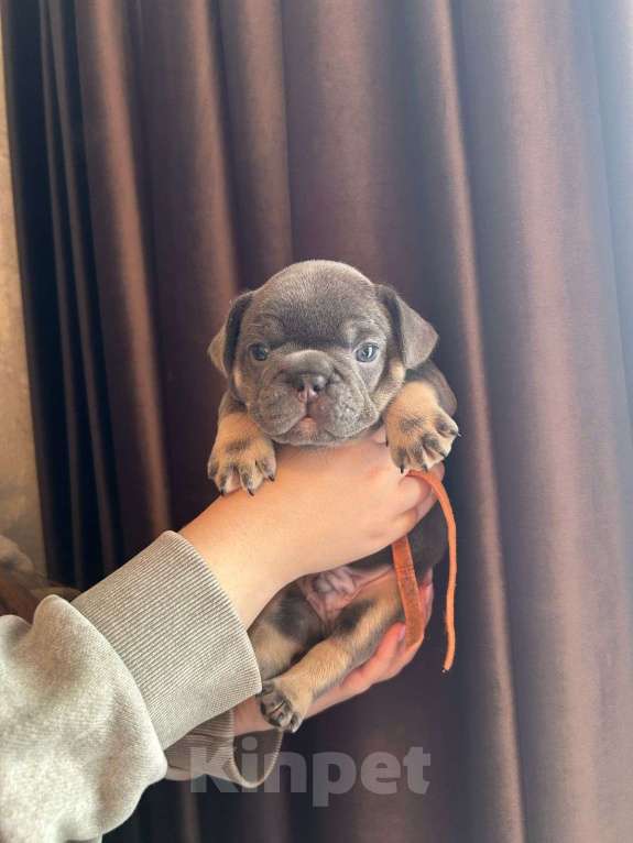 Собаки в Нижнем Новгороде: Ищем ответственных родителей Мальчик, 50 000 руб. - фото 2