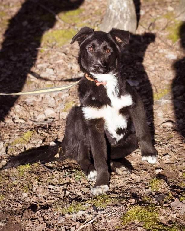 Собаки в Москве: Щенок в дар Мальчик, Бесплатно - фото 7