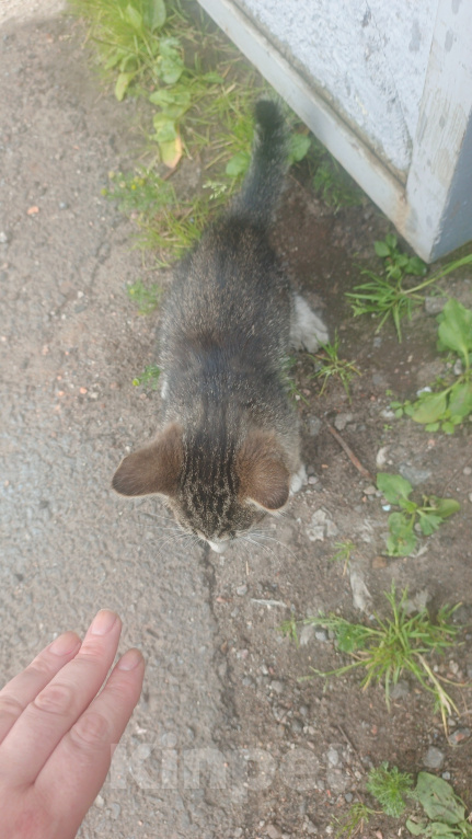 Кошки в Санкт-Петербурге: Котенок мальчик со склада Мальчик, Бесплатно - фото 2