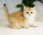 Кошки в Волгодонске: Котёнок Б Мальчик, 12 000 руб. - фото 1