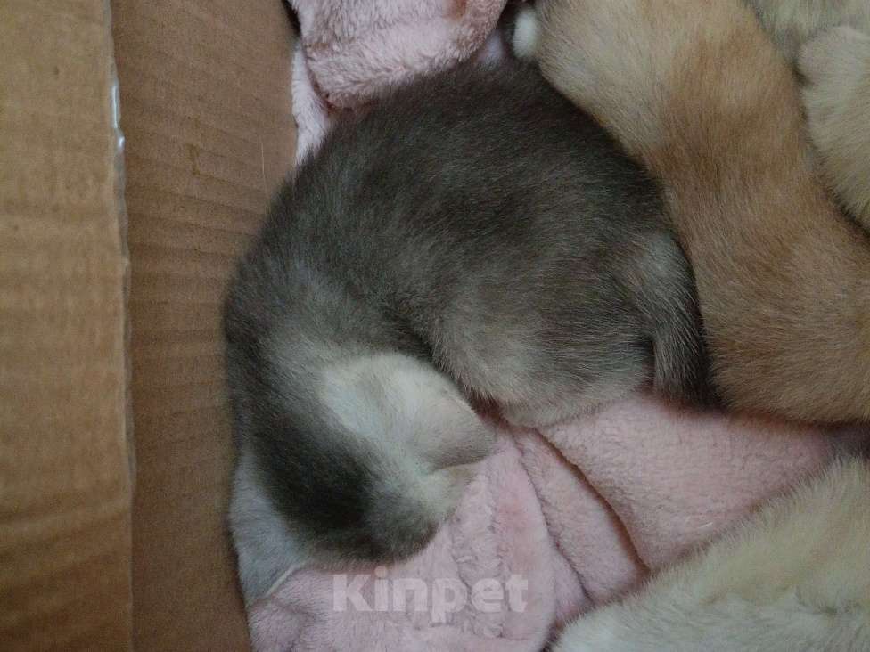 Кошки в Москве: Серая мышка Девочка, 25 000 руб. - фото 3