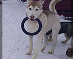Собаки в Кемерово: Хаски щенок в надежные руки Мальчик, 100 руб. - фото 1