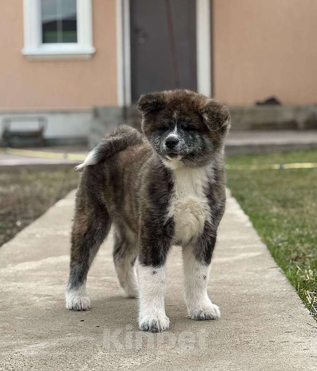 Собаки в Оренбурге: Тигровый мальчик Мальчик, 60 000 руб. - фото 1