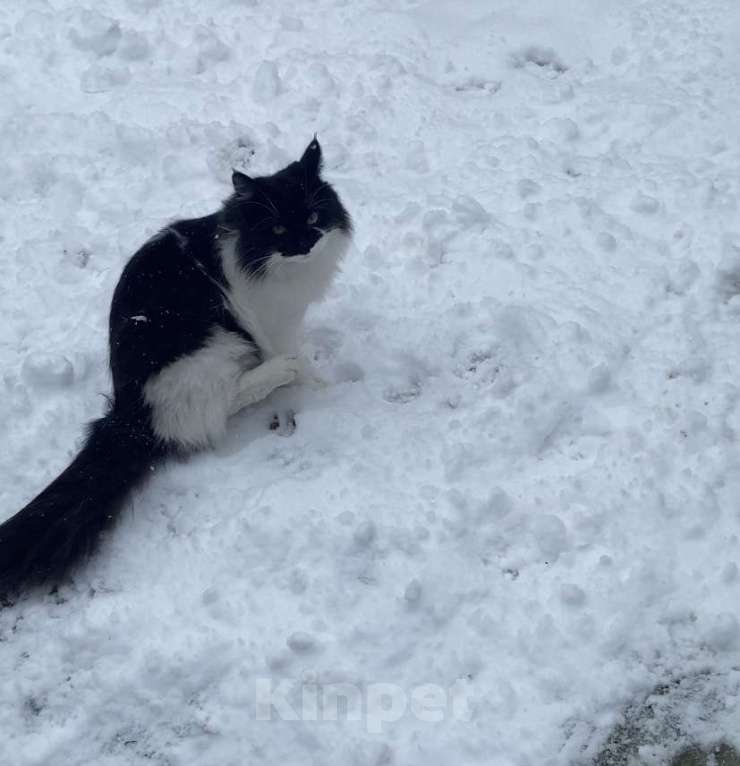 Кошки в Анапе: Пропал кот Мальчик, Бесплатно - фото 2