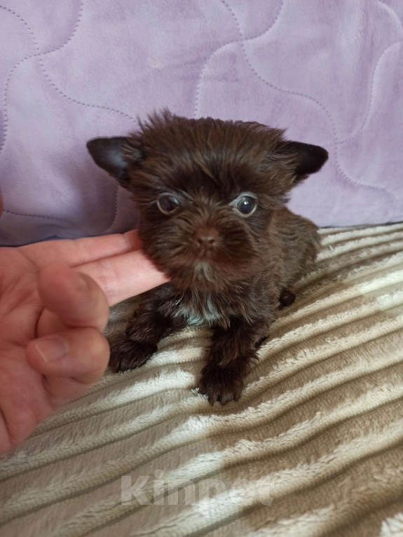 Собаки в Москве: Щенок мальчик цветного йорка (шоколадный) Мальчик, 40 000 руб. - фото 2