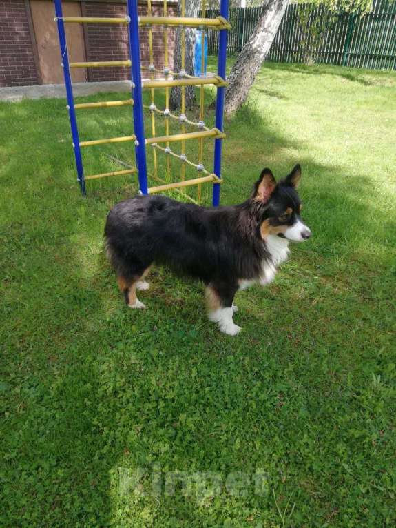 Собаки в Москве: Австралийская овчарка Фред Мальчик, Бесплатно - фото 2