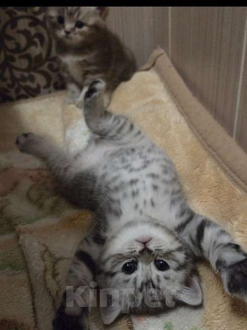 Кошки в Москве: Британский короткошёрстный котёнок Мальчик, 20 000 руб. - фото 5