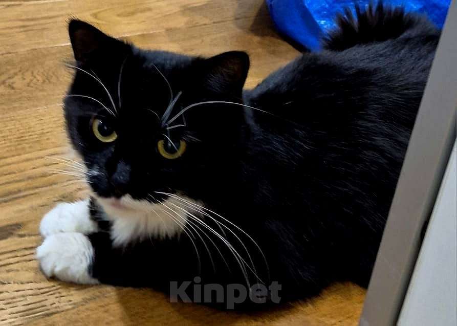 Кошки в Люберцах: Нимфе отчаянно нужен любящий человек Девочка, Бесплатно - фото 1