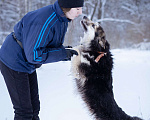 Собаки в Москве: Красотка в добрые руки Девочка, Бесплатно - фото 4
