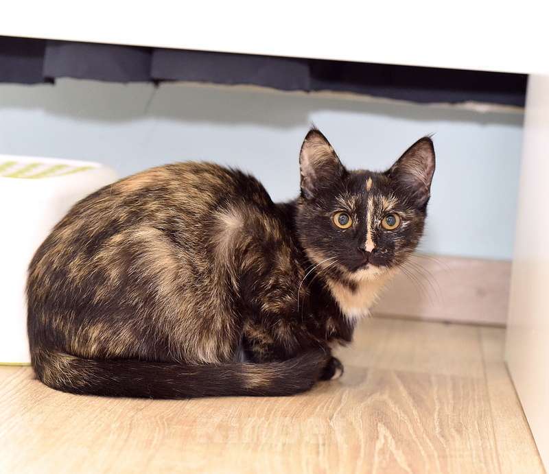 Кошки в Москве: Ищет дом красавица котенок Клеопатра Девочка, 1 руб. - фото 4