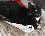 Кошки в Подольске: Черный  Мальчик, 1 руб. - фото 1