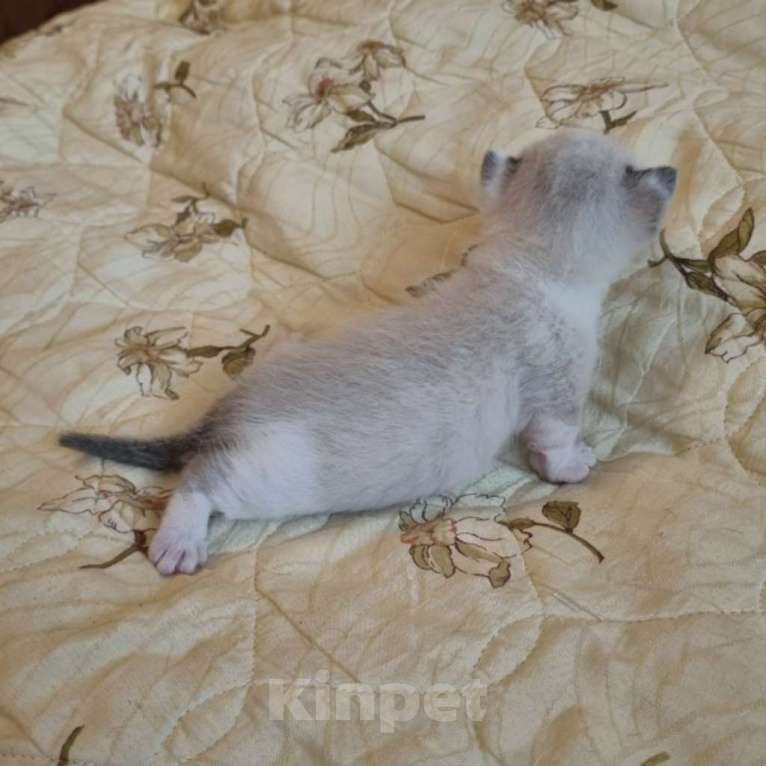 Кошки в Перми: Манчкин котёнок Мальчик, 30 000 руб. - фото 2