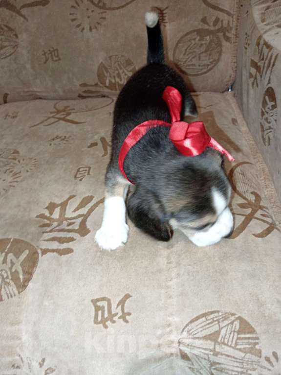 Собаки в Барнауле: Бигль щенок Девочка, 35 000 руб. - фото 2