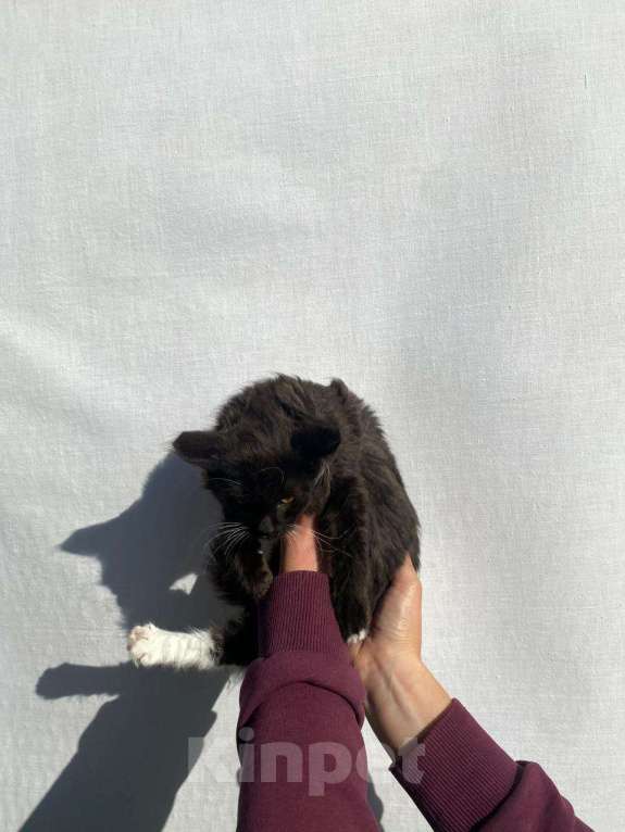 Кошки в других городах Московской области: Пух Мальчик, Бесплатно - фото 4