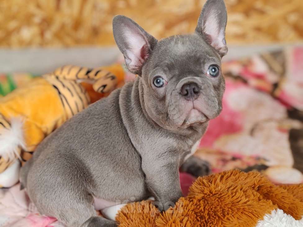 Собаки в Санкт-Петербурге: Шикарный лиловый мальчик  Мальчик, 80 000 руб. - фото 4