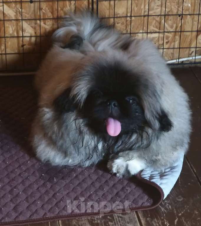 Собаки в Казани: перспективные щенки пекинеса Мальчик, 80 руб. - фото 2