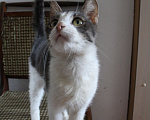 Кошки в Зарайске: Котик 2-3 года в добрые руки  Мальчик, Бесплатно - фото 6
