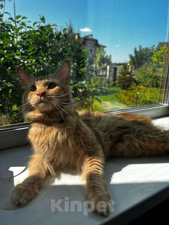 Кошки в Москве: Мейн-кун для вязки Мальчик, 1 руб. - фото 3