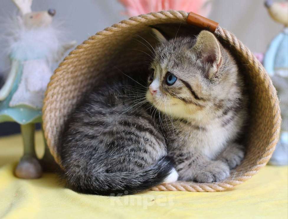 Кошки в Хабаровске: Девочка Девон-рекс дгг Девочка, 150 000 руб. - фото 2