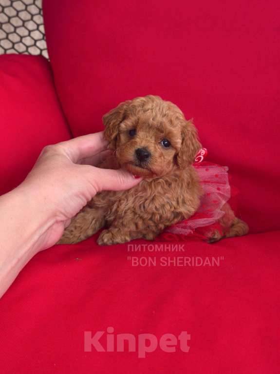 Собаки в Пушкино: Девочка той пудель Девочка, 55 000 руб. - фото 1