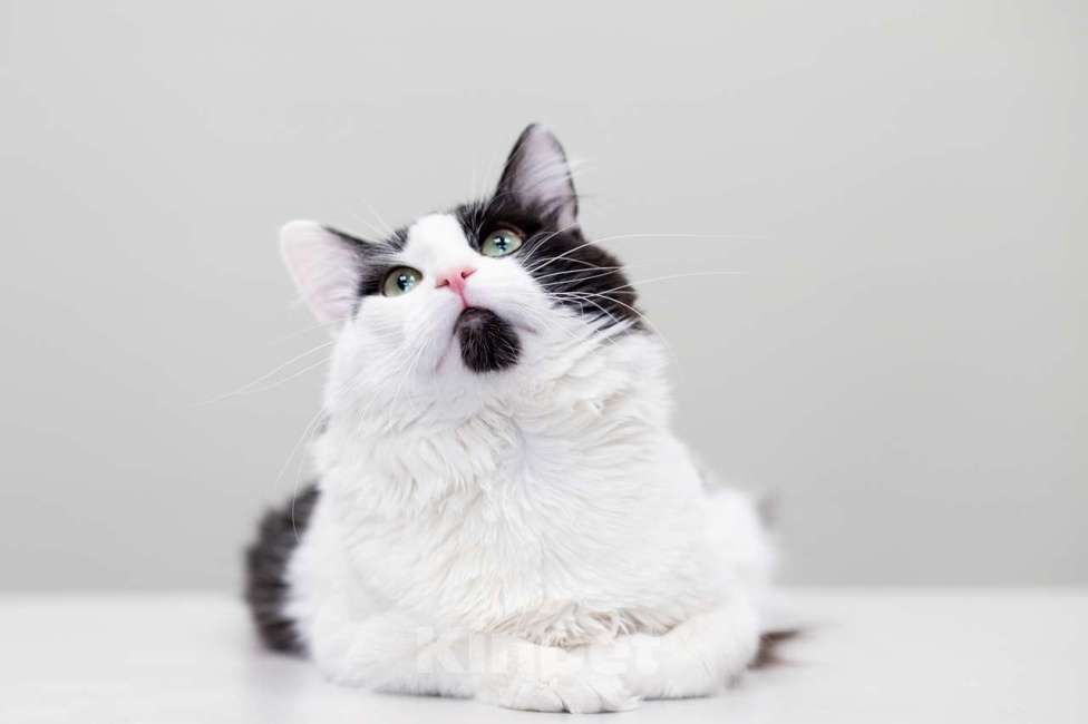 Кошки в Москве: Кот Шнапс в добрые руки Мальчик, Бесплатно - фото 2