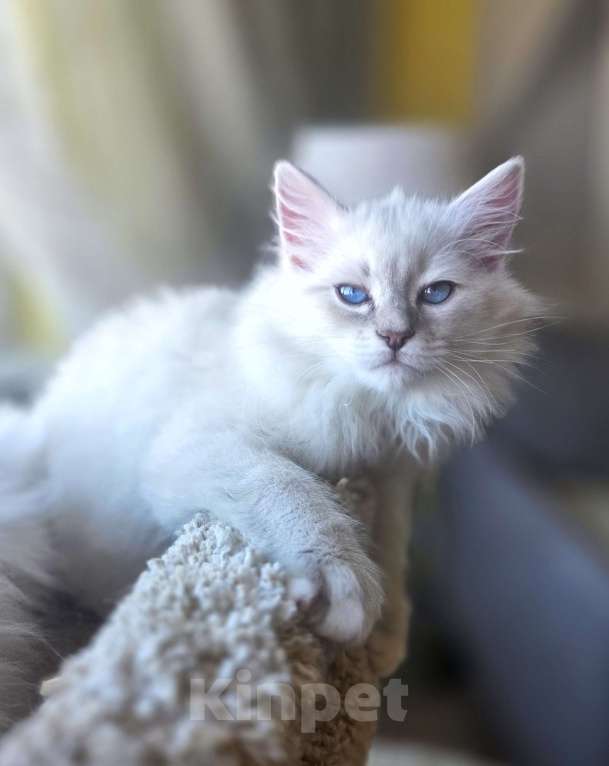 Кошки в Москве: Котенок невской маскарадной Девочка, Бесплатно - фото 4