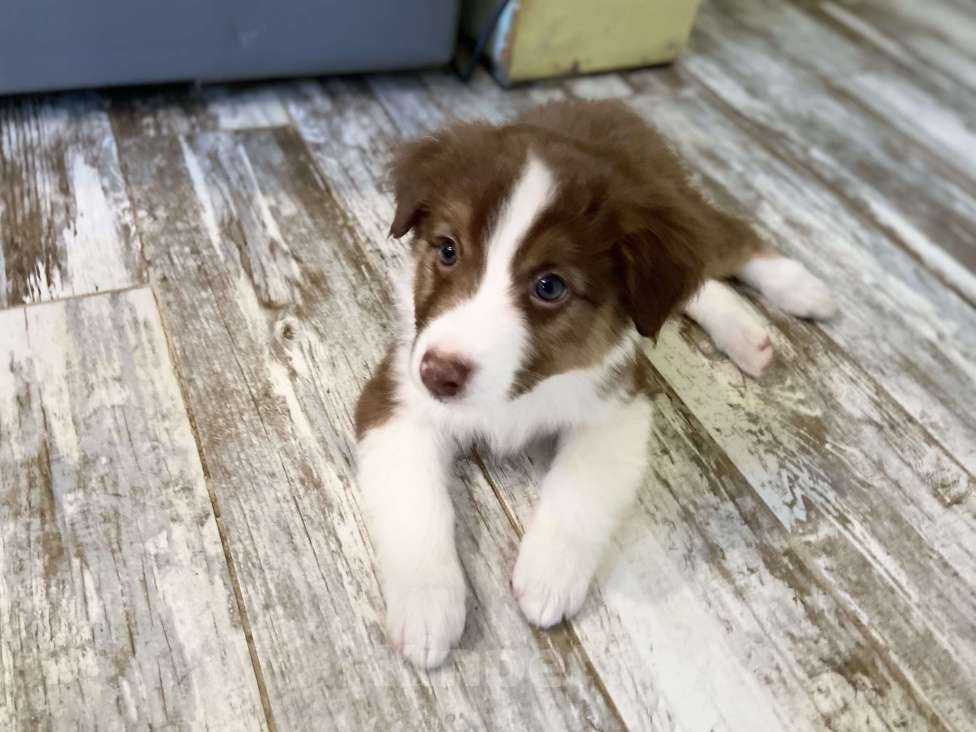 Собаки в других городах Московской области: Щенки Австралийской овчарки Девочка, 80 000 руб. - фото 2