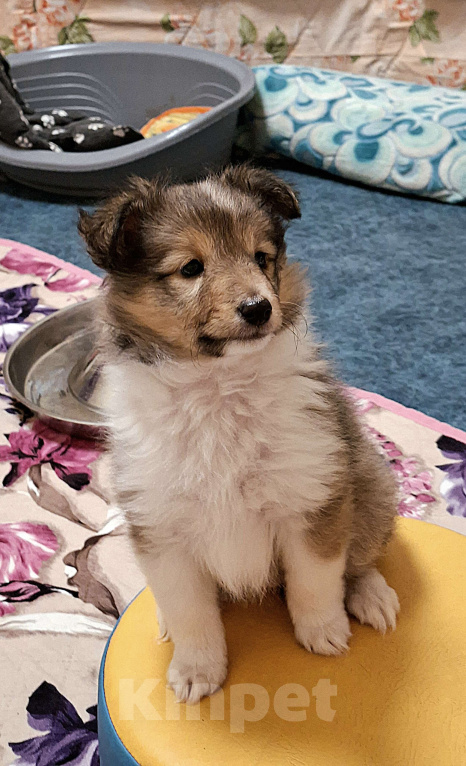 Собаки в Вологде: Очаровательный щенок шелти Мальчик, Бесплатно - фото 7